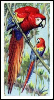 23 Scarlet Macaw